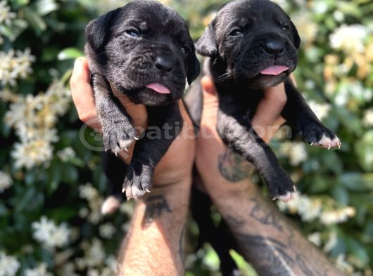 Efsane Irk Garantili Muhteşem Cane Corso Yavrularım görsel