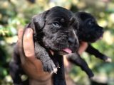 Efsane Irk Garantili Muhteşem Cane Corso Yavrularım