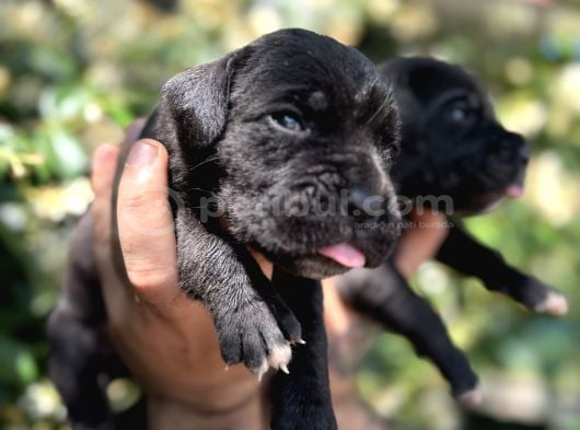 Efsane Irk Garantili Muhteşem Cane Corso Yavrularım görsel