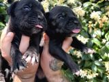 Efsane Irk Garantili Muhteşem Cane Corso Yavrularım