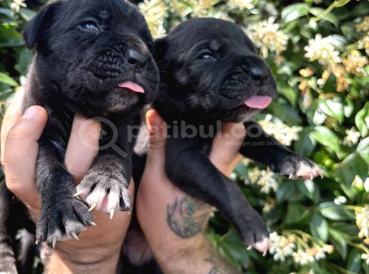 Efsane Irk Garantili Muhteşem Cane Corso Yavrularım görsel