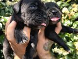Efsane Irk Garantili Muhteşem Cane Corso Yavrularım