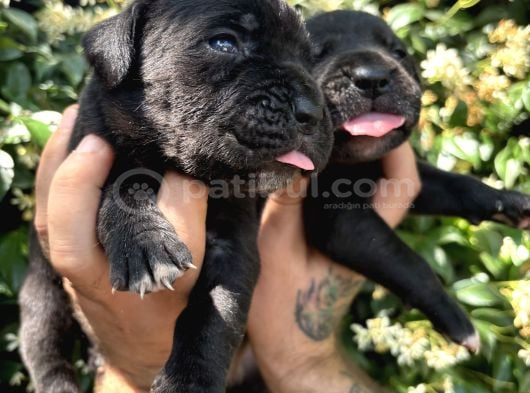 Efsane Irk Garantili Muhteşem Cane Corso Yavrularım görsel