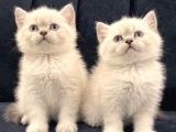 Bri̇ti̇sh Shorthai̇r Aaa Kali̇te Bebekleri̇m