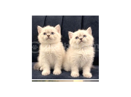 Bri̇ti̇sh Shorthai̇r Aaa Kali̇te Bebekleri̇m görsel