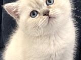 Bri̇ti̇sh Shorthai̇r Aaa Kali̇te Bebekleri̇m