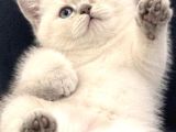 Bri̇ti̇sh Shorthai̇r Aaa Kali̇te Bebekleri̇m