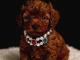 Anne Altindan Safkan Toy Poodle En Mini Boy Yavrularımız