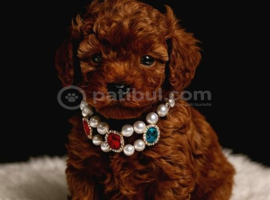Anne Altindan Safkan Toy Poodle En Mini Boy Yavrularımız