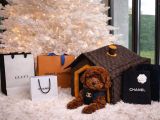 Anne Altindan Safkan Toy Poodle En Mini Boy Yavrularımız