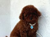Anne Altindan Safkan Toy Poodle En Mini Boy Yavrularımız