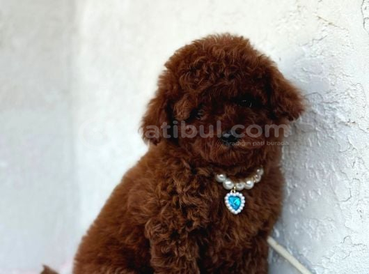 Anne Altindan Safkan Toy Poodle En Mini Boy Yavrularımız görsel