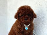 Anne Altindan Safkan Toy Poodle En Mini Boy Yavrularımız