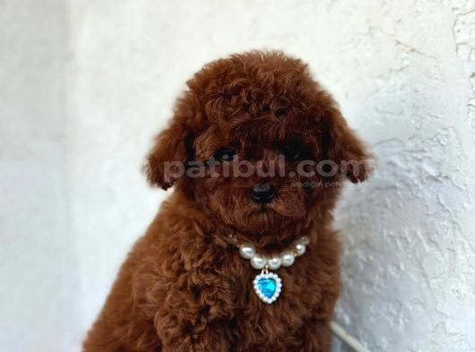 Anne Altindan Safkan Toy Poodle En Mini Boy Yavrularımız görsel