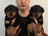 İri Cüsse Koca Kafa Mükemmel Rottweiler Yavrular
