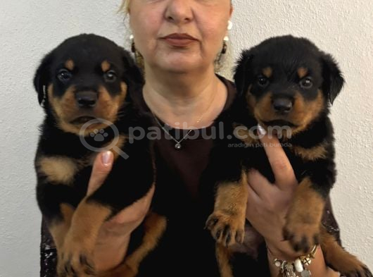 İri Cüsse Koca Kafa Mükemmel Rottweiler Yavrular görsel
