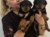 İri Cüsse Koca Kafa Mükemmel Rottweiler Yavrular
