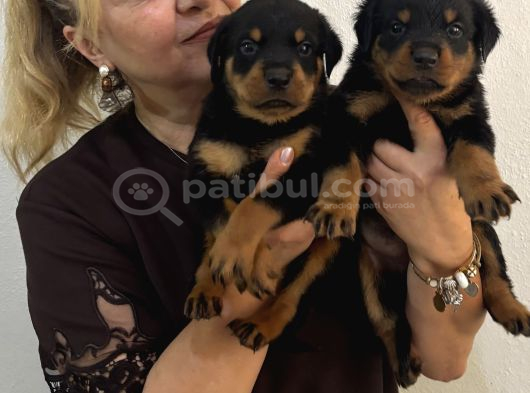 İri Cüsse Koca Kafa Mükemmel Rottweiler Yavrular görsel