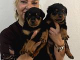 İri cüsse koca kafa Mükemmel Rottweiler yavrular