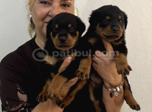 İri cüsse koca kafa Mükemmel Rottweiler yavrular