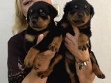 İri Cüsse Koca Kafa Mükemmel Rottweiler Yavrular