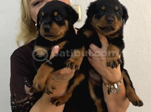 İri Cüsse Koca Kafa Mükemmel Rottweiler Yavrular görsel
