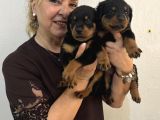 İri Cüsse Koca Kafa Mükemmel Rottweiler Yavrular