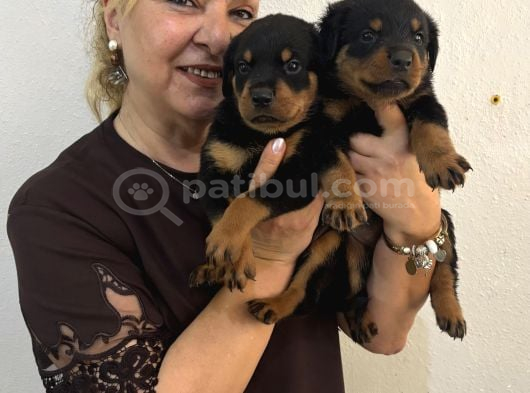 İri Cüsse Koca Kafa Mükemmel Rottweiler Yavrular görsel