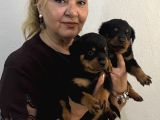 İri Cüsse Koca Kafa Mükemmel Rottweiler Yavrular