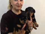 İri Cüsse Koca Kafa Mükemmel Rottweiler Yavrular
