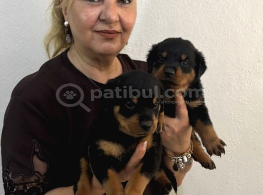 İri Cüsse Koca Kafa Mükemmel Rottweiler Yavrular görsel