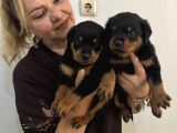 İri Cüsse Koca Kafa Mükemmel Rottweiler Yavrular