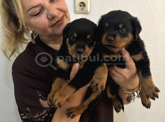 İri Cüsse Koca Kafa Mükemmel Rottweiler Yavrular görsel