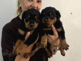 İri Cüsse Koca Kafa Mükemmel Rottweiler Yavrular