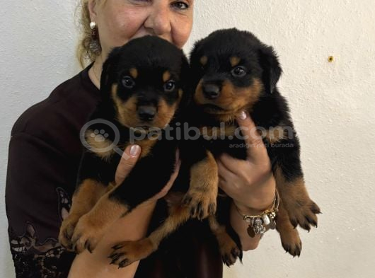 İri Cüsse Koca Kafa Mükemmel Rottweiler Yavrular görsel