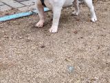 Egzoti̇k İngi̇li̇z Bulldog Di̇şi̇ Kisirlaştirilmiş