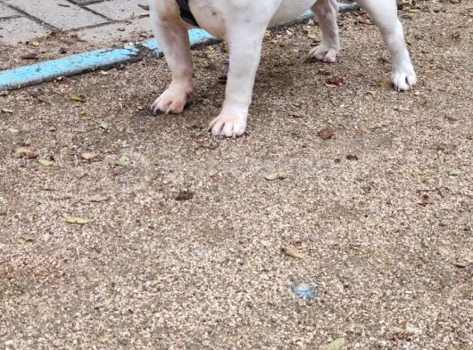 Egzoti̇k İngi̇li̇z Bulldog Di̇şi̇ Kisirlaştirilmiş görsel