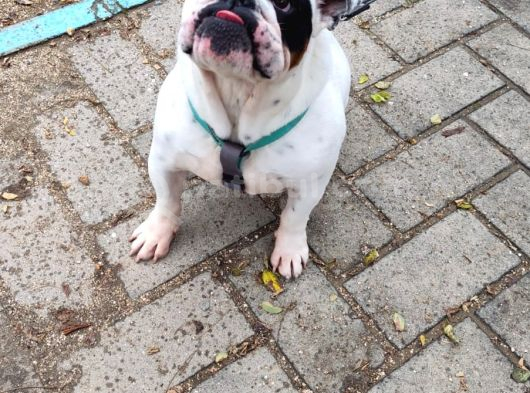 Egzoti̇k İngi̇li̇z Bulldog Di̇şi̇ Kisirlaştirilmiş görsel