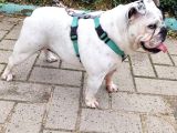 Egzoti̇k İngi̇li̇z Bulldog Di̇şi̇ Kisirlaştirilmiş