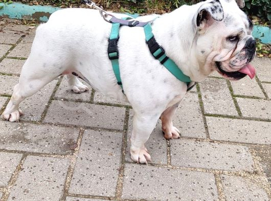 EGZOTİK İNGİLİZ BULLDOG DİŞİ KISIRLAŞTIRILMIŞ