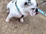 Egzoti̇k İngi̇li̇z Bulldog Di̇şi̇ Kisirlaştirilmiş