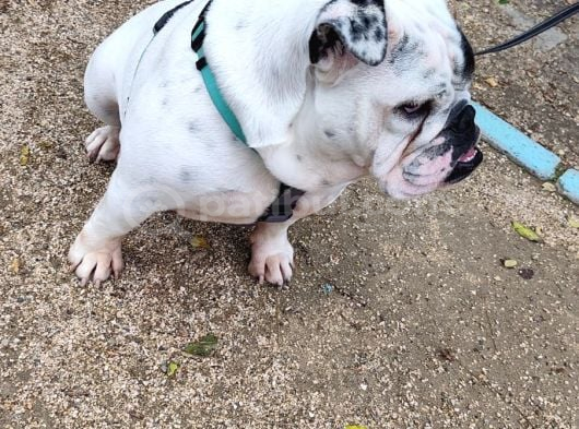 Egzoti̇k İngi̇li̇z Bulldog Di̇şi̇ Kisirlaştirilmiş görsel
