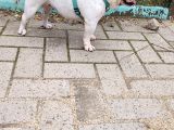 Egzoti̇k İngi̇li̇z Bulldog Di̇şi̇ Kisirlaştirilmiş