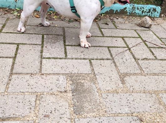 Egzoti̇k İngi̇li̇z Bulldog Di̇şi̇ Kisirlaştirilmiş görsel
