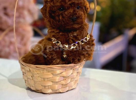 Ev Ortaminda Büyüyen Sevi̇mli̇ Kore Poodle görsel