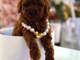 Ev Ortaminda Büyüyen Sevi̇mli̇ Kore Poodle