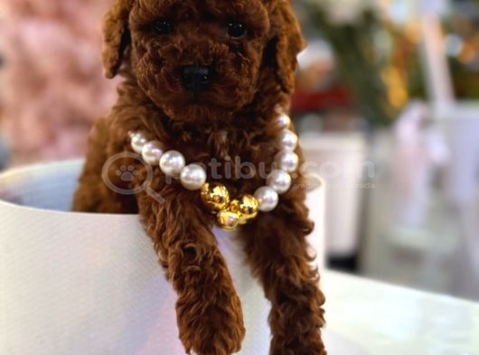EV ORTAMINDA BÜYÜYEN SEVİMLİ KORE POODLE