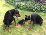 A Kali̇te Doberman Yavrulari
