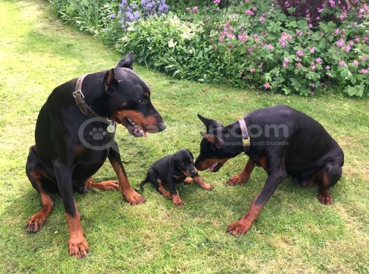 A Kali̇te Doberman Yavrulari görsel