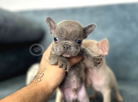 French Buldog Yavrularım A Kalite görsel